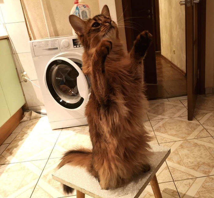 Когда хочешь кусочек колбаски