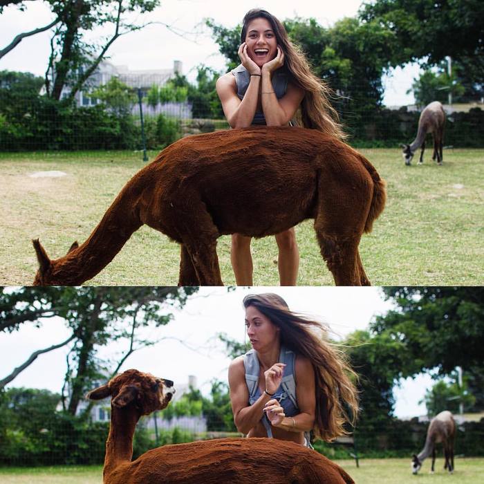 Removed hands! - Girls, Sight, Alpaca, The photo