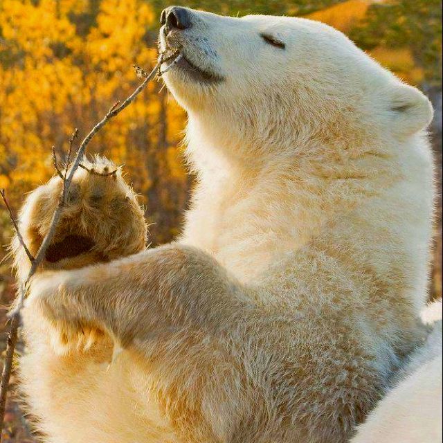 What a delicious branch. - The photo, Branch, Animals, Polar bear, The Bears