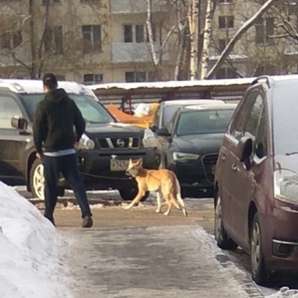 Help find a dog! Moscow! - My, The dog is missing, Kuzminki, , Longpost, Help, Moscow, Dog, No rating