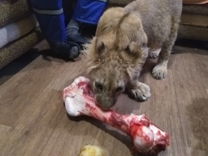 News about the lioness Simone from the Republic of Kazakhstan Center VELES. Stunted, rickets. Something with a paw. - Video, RKCenter Veles, Saint Petersburg, Help, Volunteering, The photo, Longpost, Helping animals