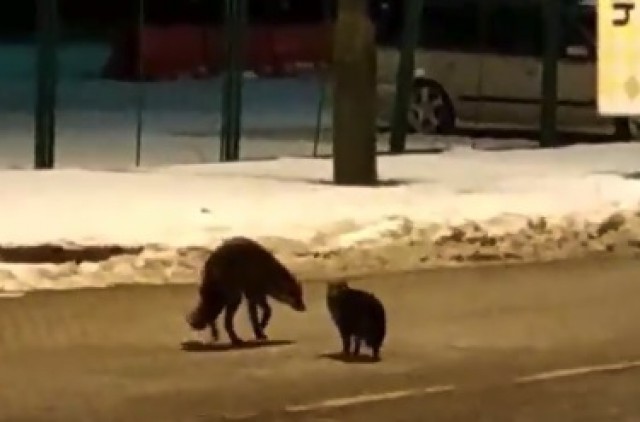 On the Russian-Polish border, the cat attacked the wild fox because of the sausage - cat, Fox, Conflict, Video, Curiosity, The border