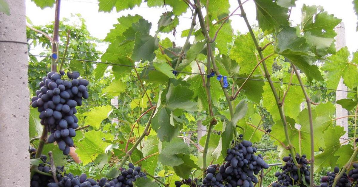 Виноград кодрянка характеристика