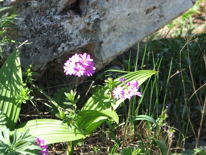 ������ ������