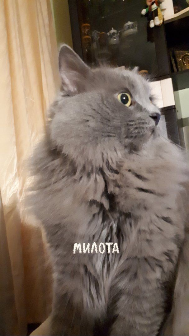 My Vasily. - My, Catomafia, Longpost, cat, Milota, Pets