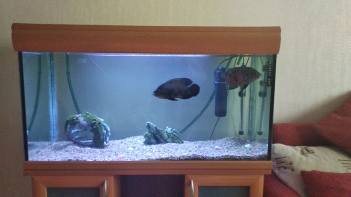 Malawi 200 liters - My, Aquarium, Cichlids, Longpost