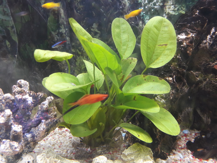 Help with aquarium plants plz - My, Aquarium plants, Aquarium, Aquarium