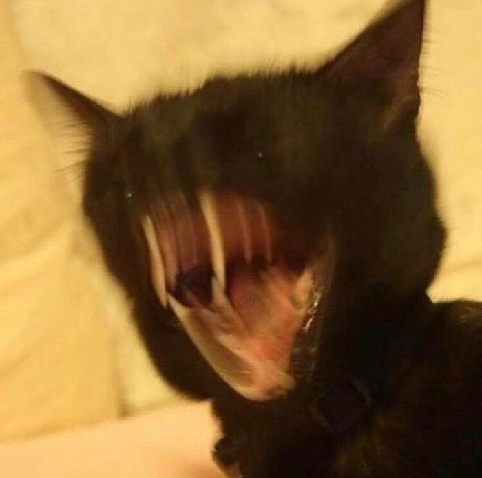 Venom is fucking - Catomafia, cat, Yawn, Venom