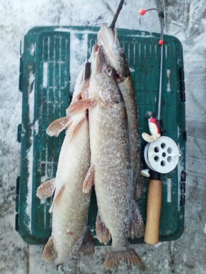 And was it worth the cold? - My, Fishing, Pike