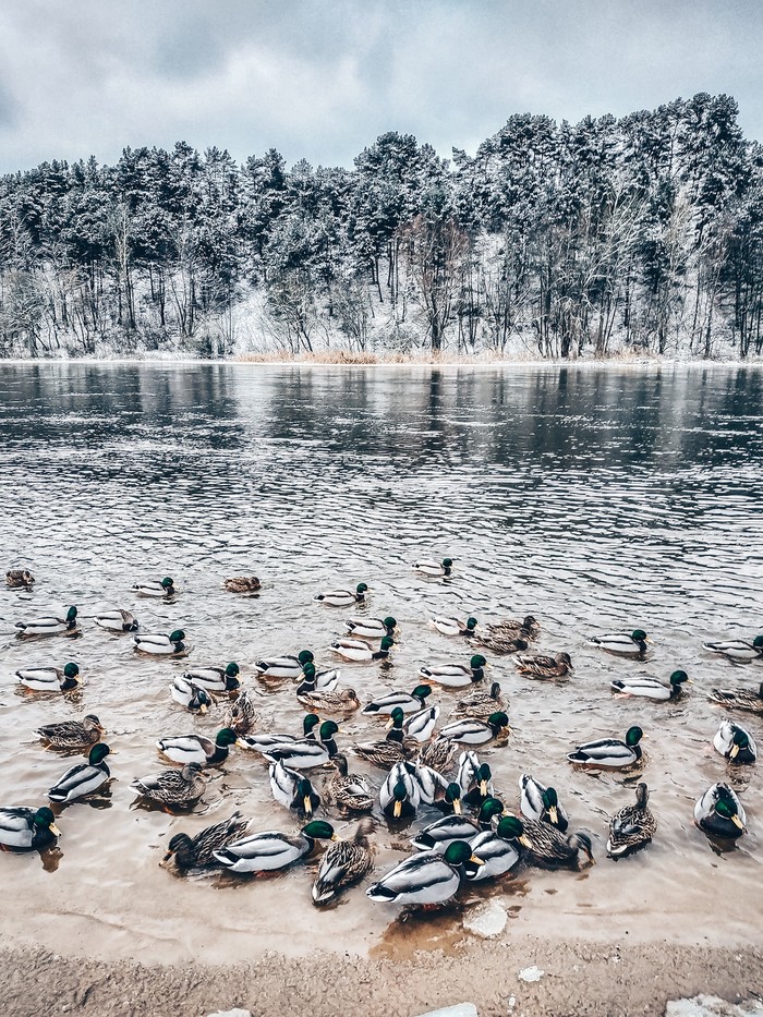 Grodno, ducks, swans) - My, Mobile photography, The photo, Birds, Longpost