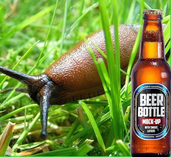 GET YOUR SLUGS WITH BEER - My, Garden, Garden, Dacha