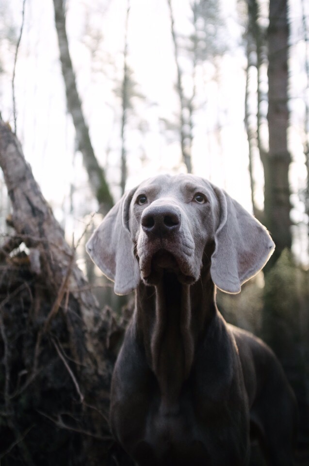 Weimaraner - My, Weimaraner, Dog, Legacy, , Canon, Longpost