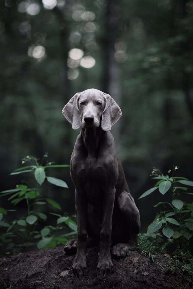 Weimaraner - My, Weimaraner, Dog, Legacy, , Canon, Longpost