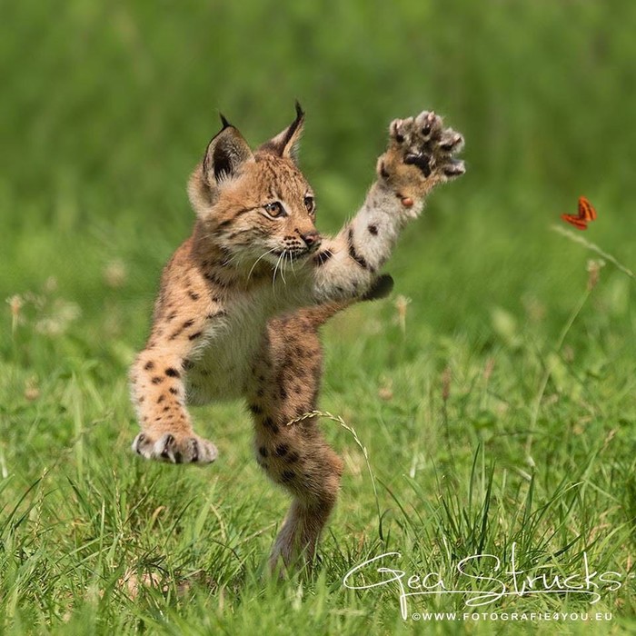 Butterfly hunting - The photo, Animals, Lynx, Young, Butterfly, Bounce, Milota, Lynx