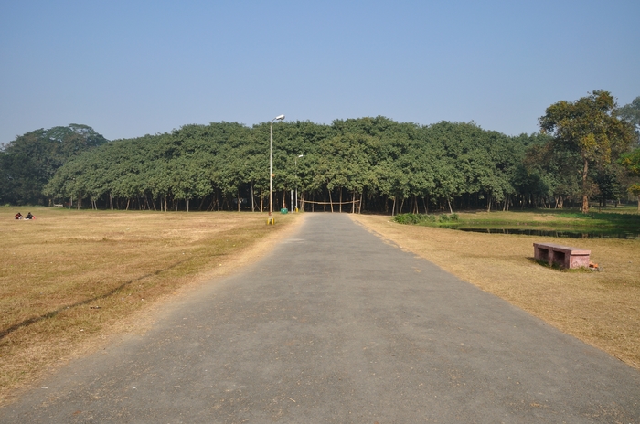 Great Banyan - a forest of a single tree with an area of ????1.5 hectares - Forest, Tree, , India, Longpost