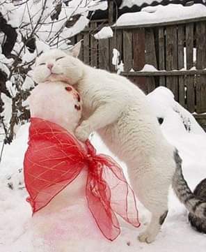 This is Love - Catomafia, snowman, Unrequited love, Whiteness, cat