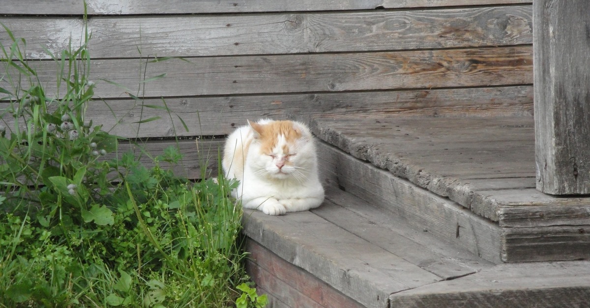 Снится мне деревня дзен