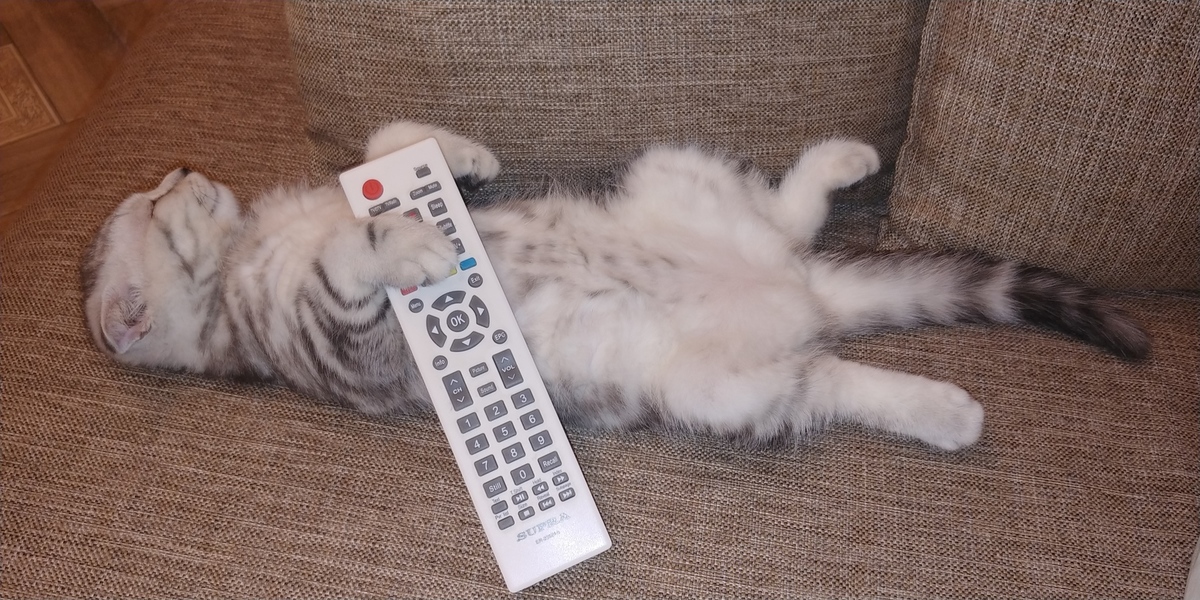 Принеси пульт. Кот с пультом от телевизора. Пульт от кота. Кот с пультом на диване. Смешной пульт.