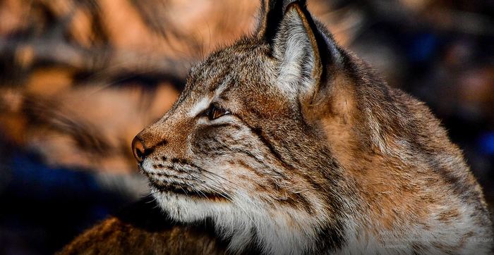 The Lynx Park is open in Primorsky Safari Park. - Lynx, Primorsky Krai, , Дальний Восток, Longpost