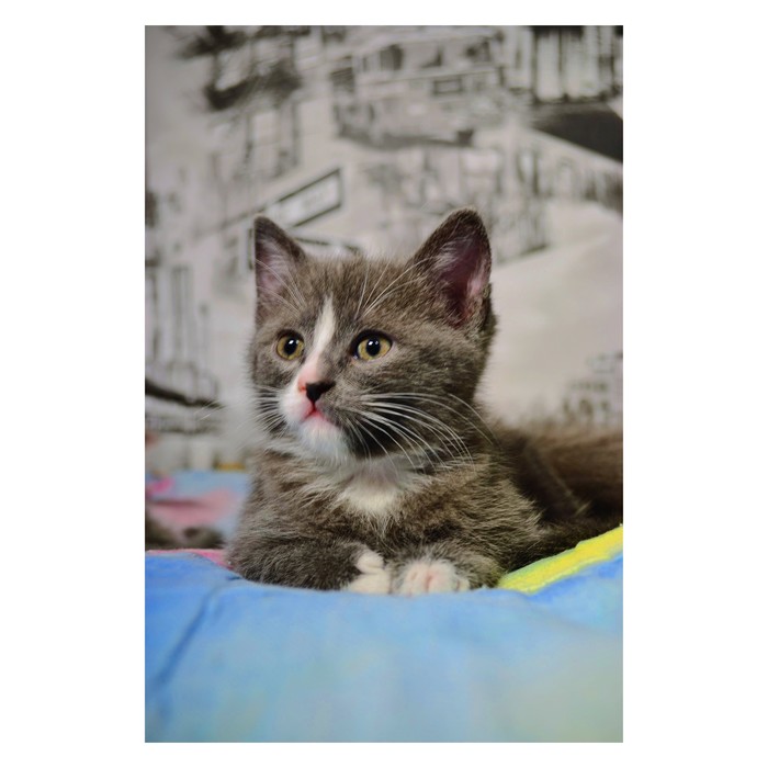   =^_^= , , , , , , 