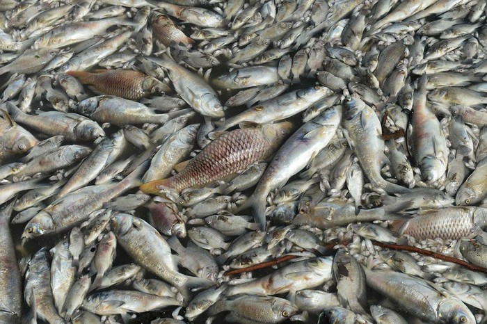 Массовая гибель рыбы в Атырау Рыба, Казахстан, Атырау, Экологическая катастрофа, Длиннопост, Массовая гибель