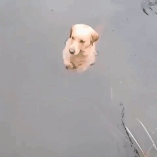 Аквапёс