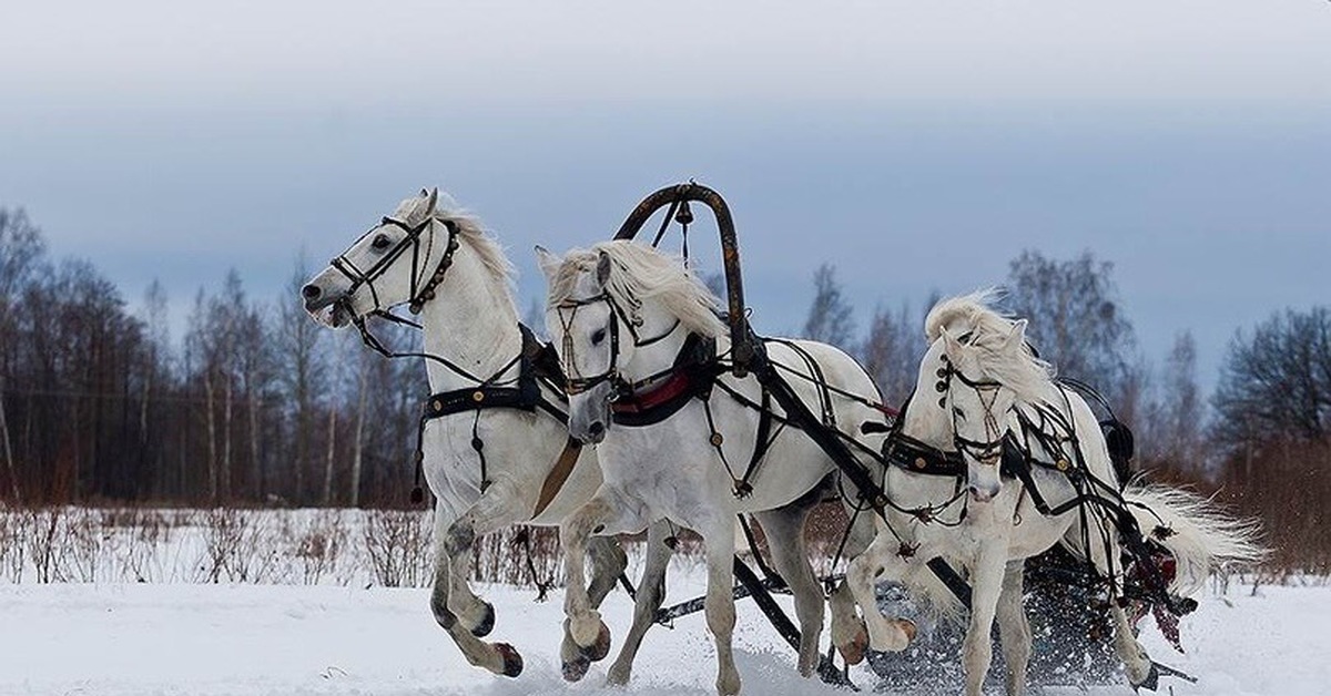 Тройка зимних лошадей. Тройка лошадей. Русская тройка лошадей. Тройка белых лошадей. Лошадь в упряжке.