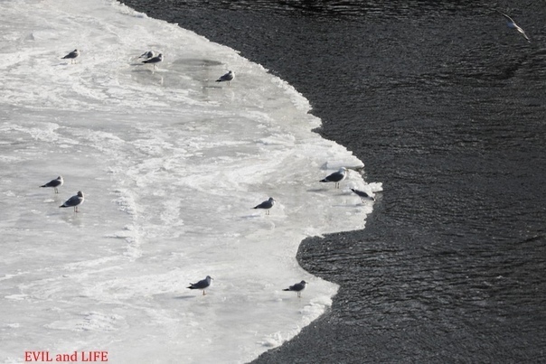 Huge ice disk - Anomaly, Nature, Winter, Longpost