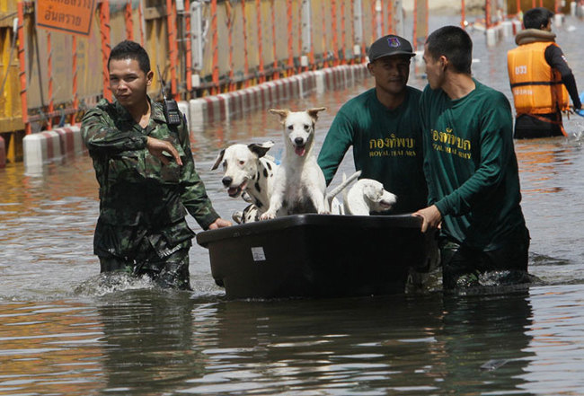 How resourceful Thais swim in flooded Bangkok - Bangkok, The photo, Потоп, Longpost