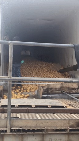 Выгрузка картофеля