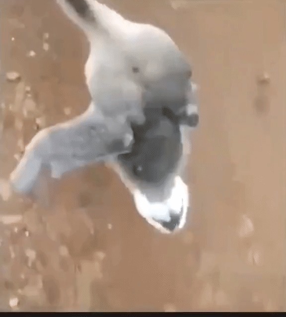      ,        
