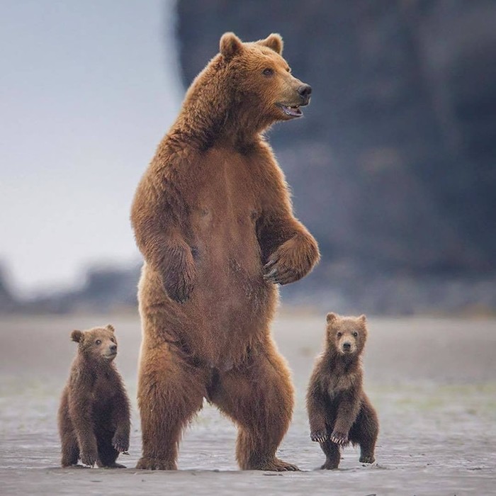 Mom with kids - Children, The Bears, The photo, Mum