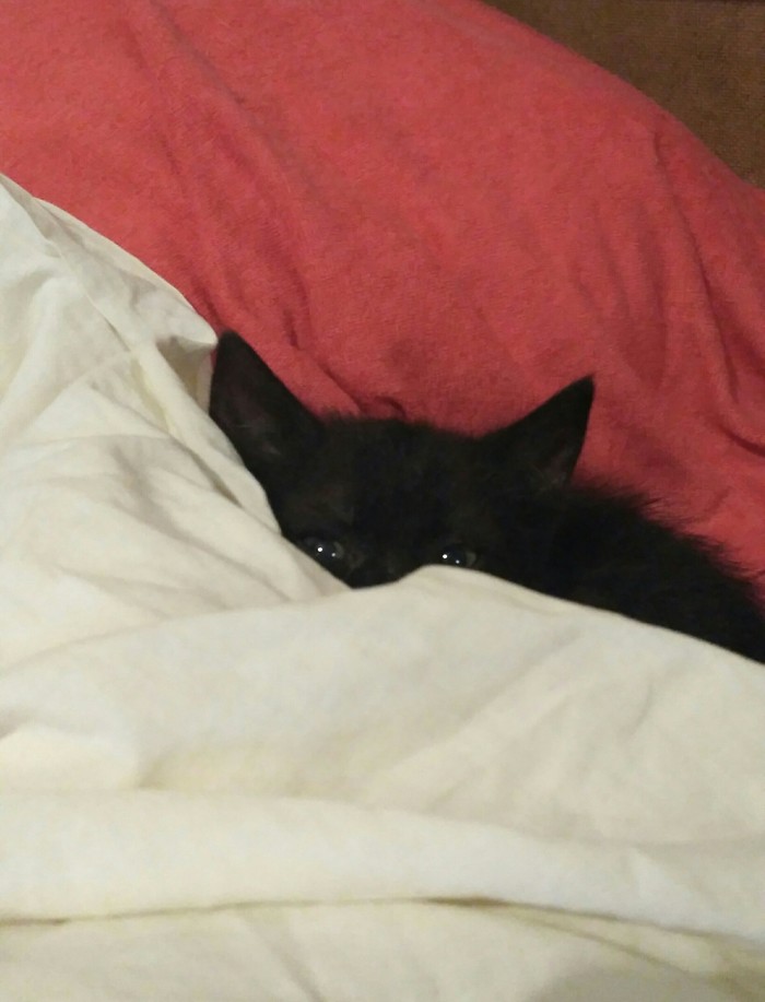 Маленький охотник