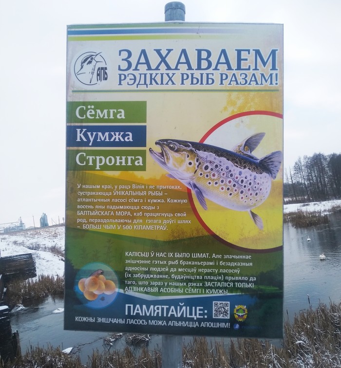 Chef's Dish of the Day - My, Bon Appetit, Republic of Belarus, Wordplay, A fish