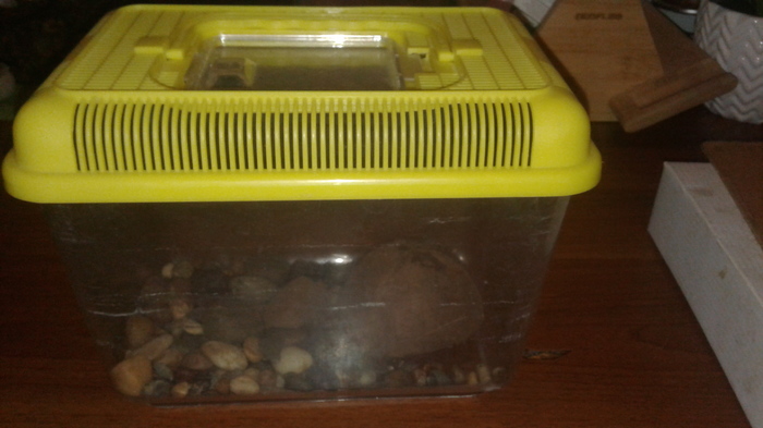 Разборка на запчасти таракана и выяснение причин; часть 2 | Пикабу