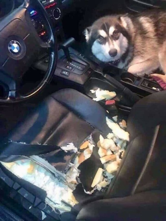 You're not going anywhere! - Dog, Car, Seat, The photo