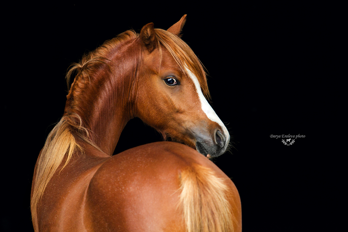 Horses - beauty and grace - My, Horses, Portrait, Animals, Animalistics, Pets, Horseback riding, The photo, Longpost