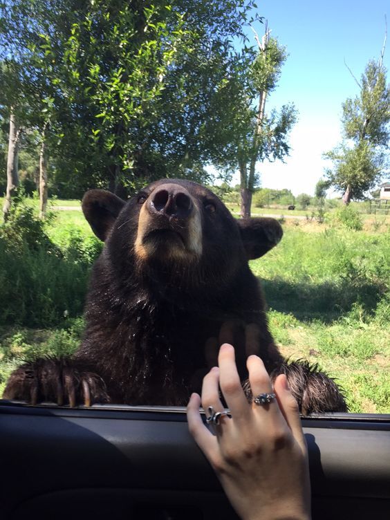 Drop to the center? - The photo, The Bears, Car, Animals