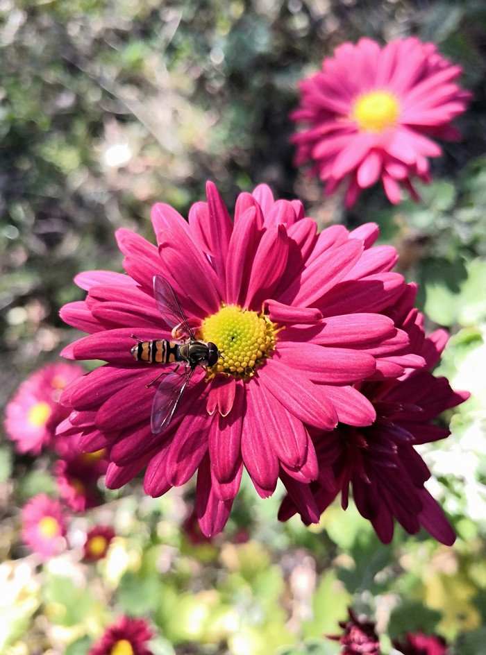 (Syrphidae) , ,  , , , Honor 10