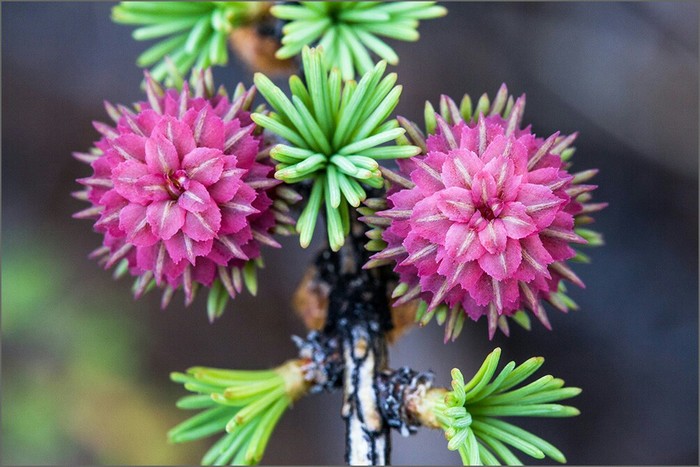 This is how larch blossoms on Baikal. - Larch, Flowers, Baikal, JOURNEY TO BAIKAL, beauty of nature, Longpost