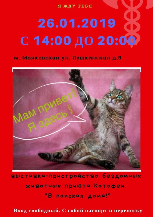 Санкт-Петербург! Котики ждут Вас! - Моё, Санкт-Петербург, Видео, Кот, Котомафия, Милота, Выставка, Приют, Бездомные животные, Длиннопост, Приют для животных