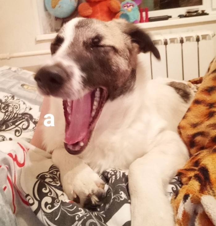 About problems - My, Dog, Problem, Yawns