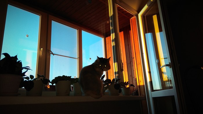 Good morning! - My, cat, The photo, Good morning, Kripota