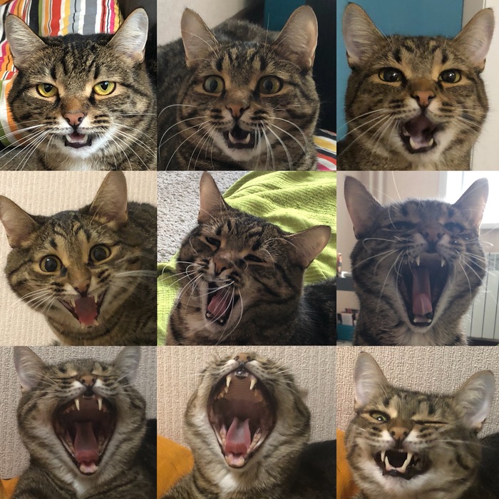 Try not to yawn - My, cat, Catomafia, Dream, Pet, Pets