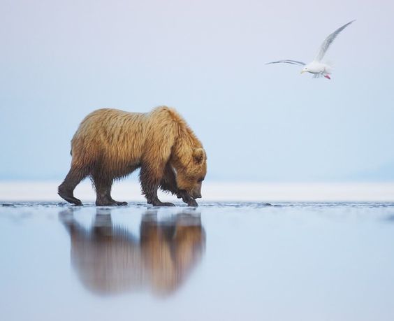 Прогулка - Фотография, Медведь, Вода, Птицы, Животные, Медведи