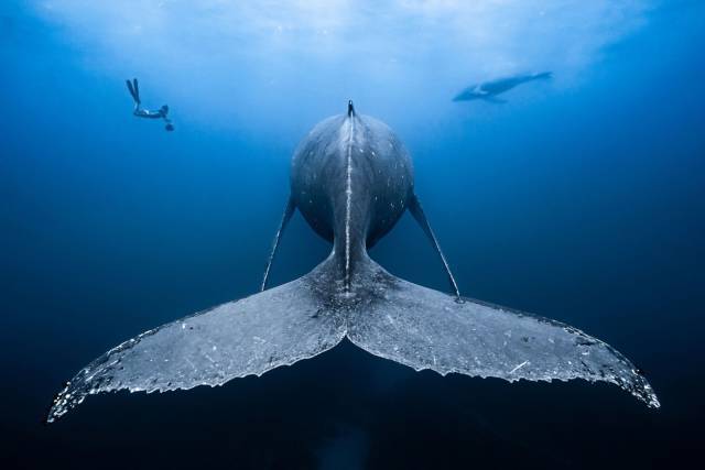 Showed... back - Whale, Back, The photo, Underwater photography