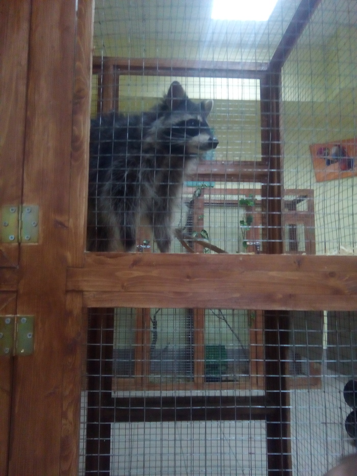 Thirst for freedom - My, Raccoon, Zoo, Escape plan, Cunning, , Animals, Video, Longpost, Cunning