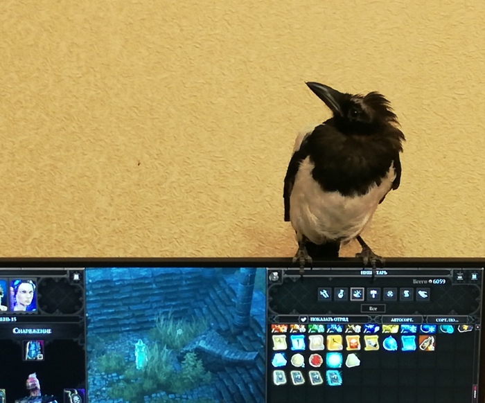When I pumped up the call a little. - My, Magpie, Pets, Animals, Divinity: Original Sin 2