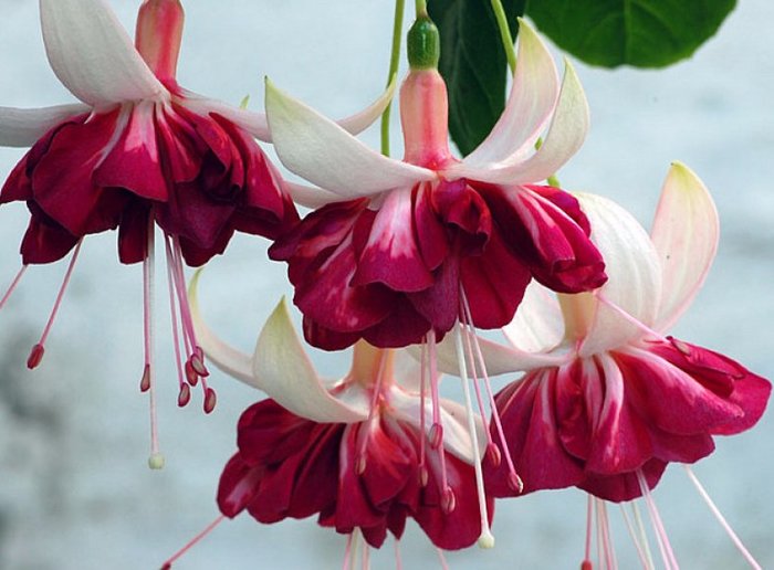 Return from oblivion - My, Fuchsia, Houseplants, Bloom, Longpost