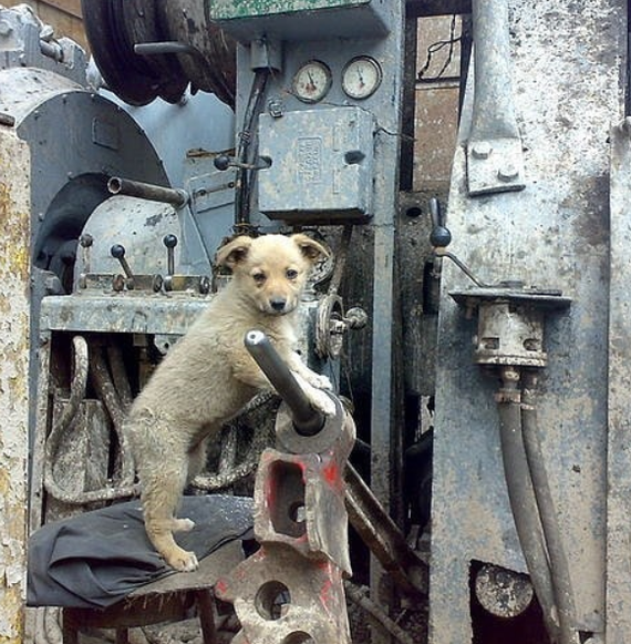 Various guests on the drilling rigs. Part 3 - Drilling, Guests, Watch, North, Drilling, Shelf, Longpost, Dog, cat